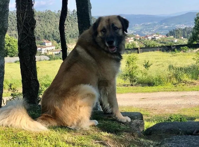 Casa Da Ventozella Casa de Campo
