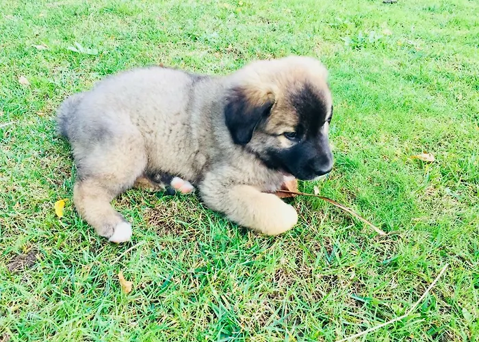 Casa Da Ventozella Landhuis *